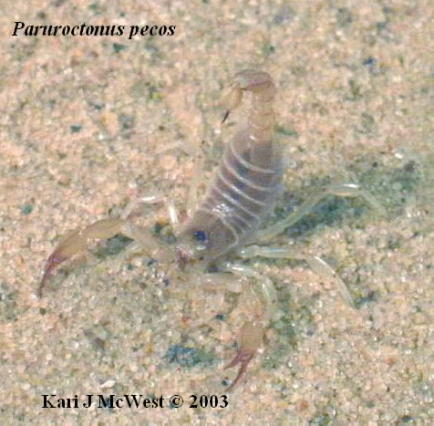 Paruroctonus pecos