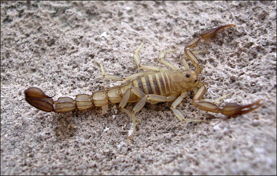 Scorpion, possibly <i>Serradigitus calidus
