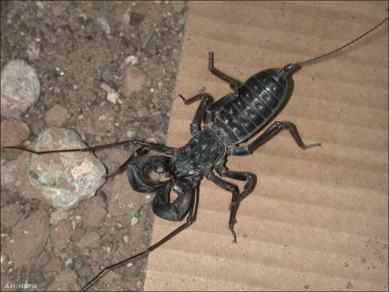 Mastigoproctus giganteus