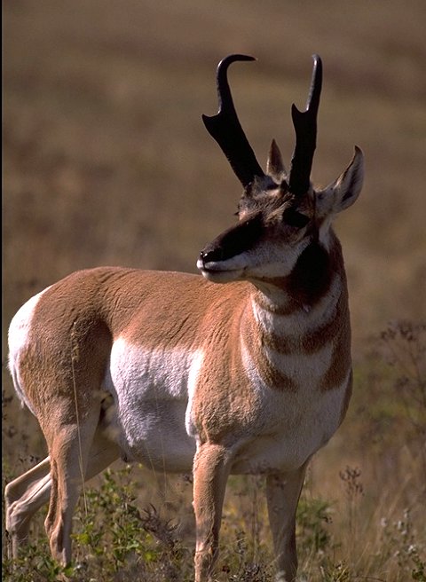 Pronghorn