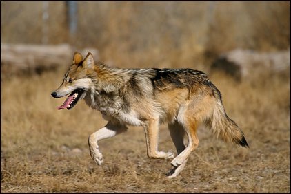 Mexican Wolf, Canis lupus