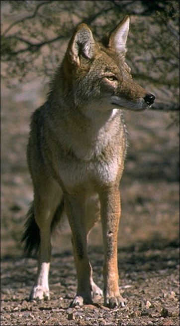 Canis latrans