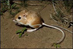 desert pocket mouse adaptations