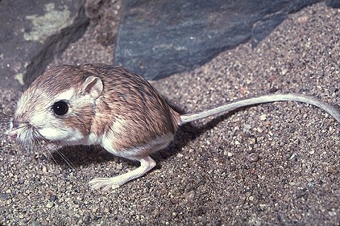 Merriam's Kangaroo Rat (Dipodomys merriami 