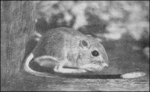 Dipodomys spectabilis, Bannertail Kangaroo Rat