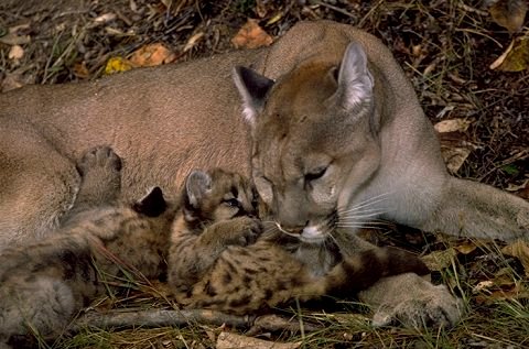 Mountain Lion