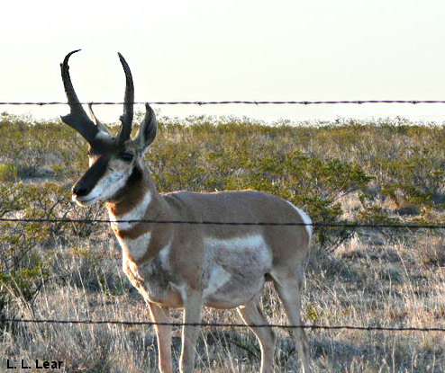 Pronghorn buck, photograph by Lauri L. Lear