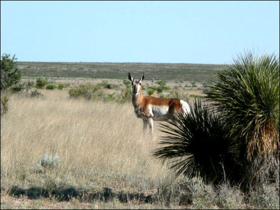 Pronghorn doe, photograph by Lauri L. Lear