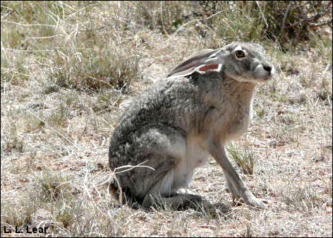 Black-tailed Jackrabbit, photograph by Lauri L. Lear