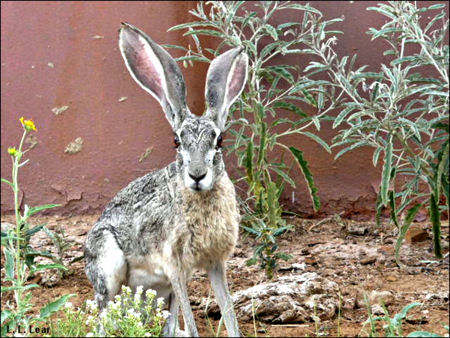 Black-tailed Jackrabbit, photograph by Lauri L. Lear