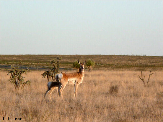 Pronghorn fawn, photograph by Lauri L. Lear