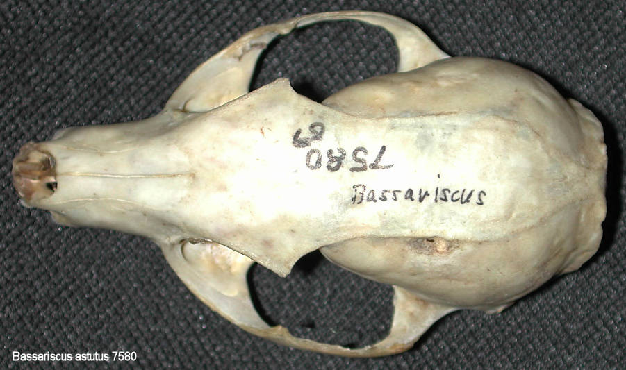 dorsal view of Ringtail skull
