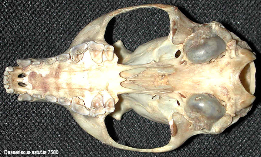 ventral view of Ringtail skull