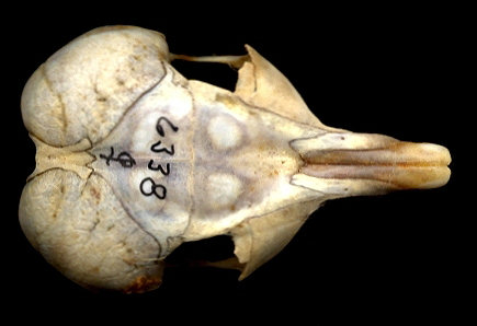 Dorsal view of the skull of Dipodomys spectabilis
