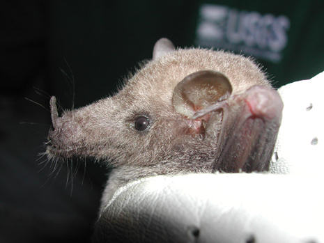 Mexican Long-tongued Bat (Choeronycteris mexicana); NBII photo