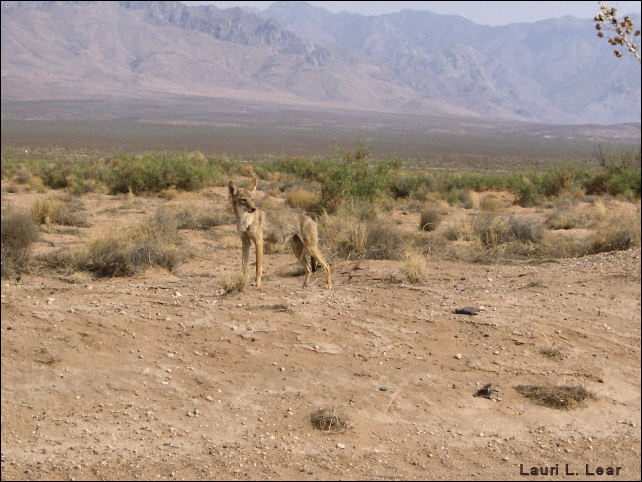 Coyote (Canis latrans)