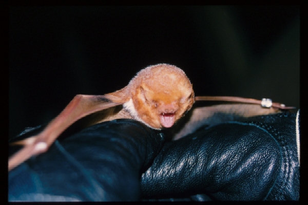 Red bat, Lasiurus borealis. US Forest Service