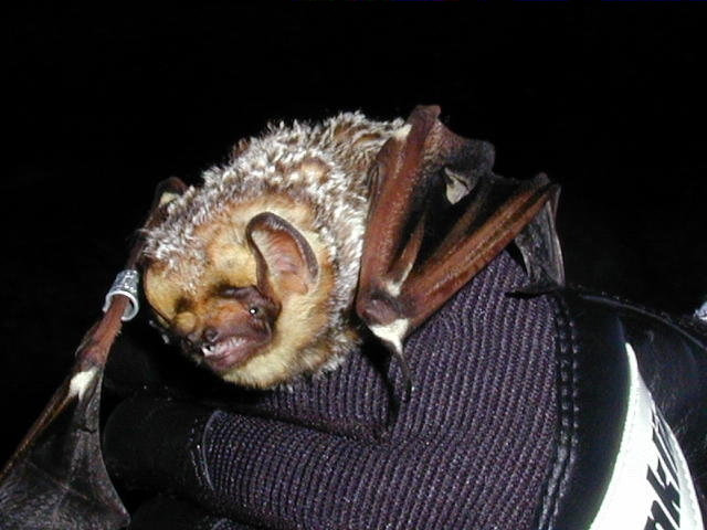 Hoary Bat, Lasiurus cinereus. US Forest Service Photo