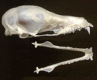 Skull of Leptonycteris yerbabuenae