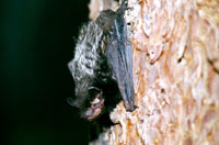 Siver-haired Bat, Lasionycteris noctivagans, U.S. Geological Survey/photo by Keith Geluso