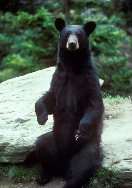 Ursus americanus