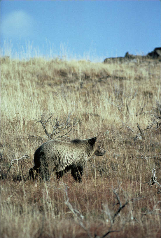 Ursus arctos