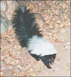 Hooded Skunk, Mephitis macroura