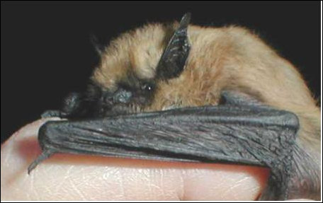 NPS photograph of Myotis californicus