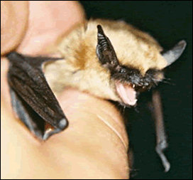 Myotis ciliolabrum, NPS photograph