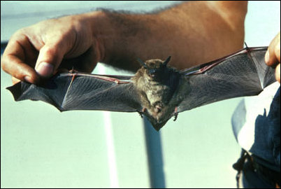 USFW photograph of Myotis lucifugus