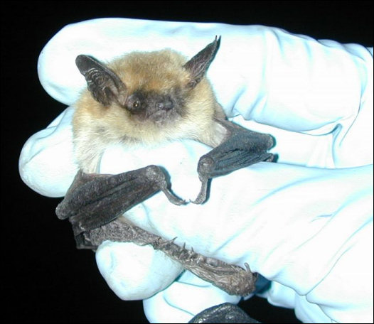 BLM photograph of Myotis thysanodes