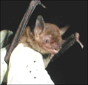 NPS photograph of Myotis velifer