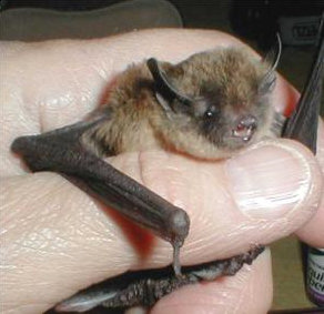 NPS photograph of Myotis volans