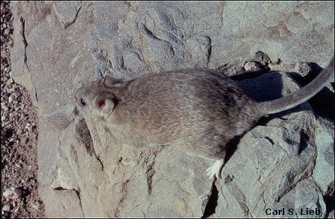 White-toothed Woodrat, Neotoma leucodon; photograph by Carl S. Lieb.