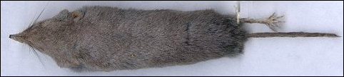 Study specimen of Desert Shrew