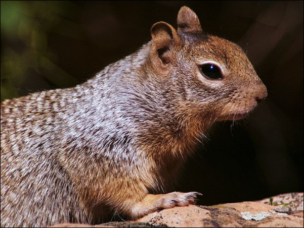 Rock Squirrel (Otospermophilus variegatus