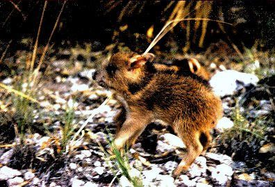 Young Collared Peccary