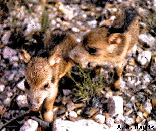 A pair of young Collared Peccaries