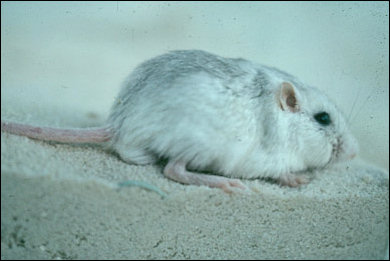 pacific pocket mouse habitat