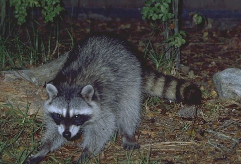 Raccoon Photo