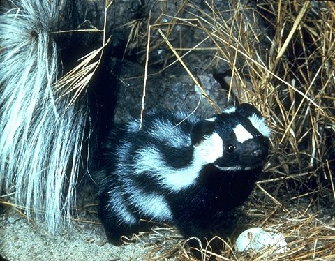 Western Spotted Skunk