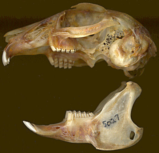 Skull and mandibles of Sylvilagus audubonii, Centennial Museum image