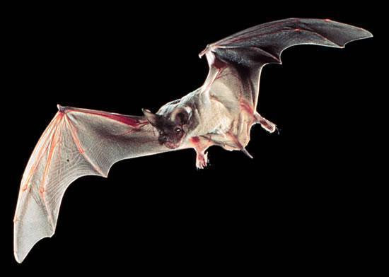 Brazilian Free-tailed Bat in flight