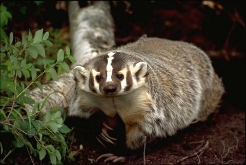 American Badger, Taxidea taxus