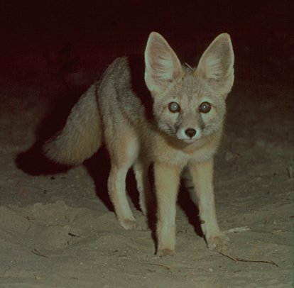 Kit Fox Photo