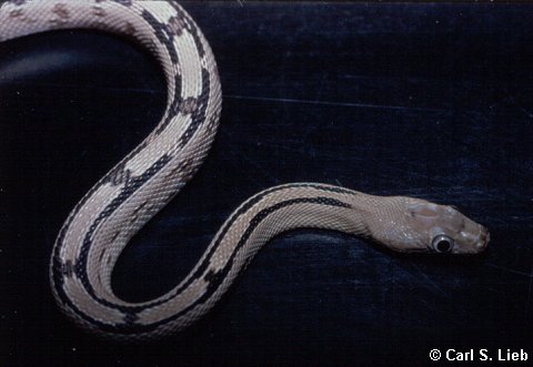 Bogertophis subocularis