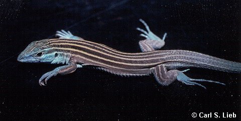 Aspidoscelis inornata. Photograph by V. J. Roessing.