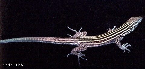 Aspidoscelis neomexicanus. Photograph by V. J. Roessing.
