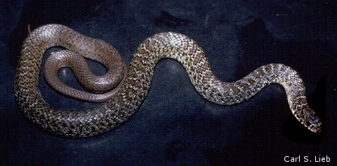 Coluber constrictor. Photograph by Carl S. Lieb