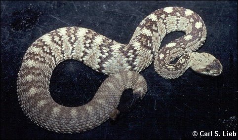Blacktail Rattlesnake